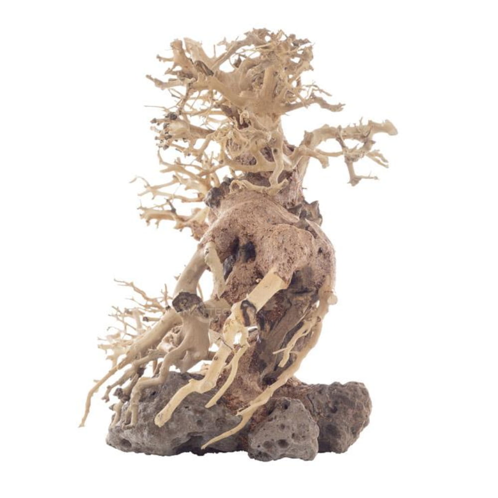 bonsai 52.jpg